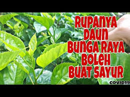 Bunga besar, berwarna merah dan tidak berbau. Ternyata Daun Bunga Raya Memang Sedap Eating Hibiscus Leaves Youtube