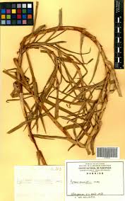 Image result for Pycreus mundtii