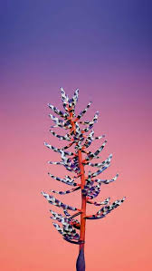 Pin By Ali Abdi On پسزمینه Apple Illustration Flower Iphone Wallpaper Ios 11 Wallpaper