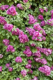 Free for commercial use no attribution required high quality images. Rosa Perennial Blue Mediendatenbank