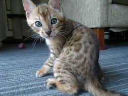 She would follow me everywhere and talk to me. Kinglake Bengals Bengal Kittens For Sale Gold Coast Australia