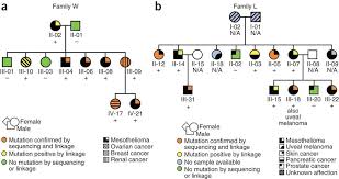 Check spelling or type a new query. Germline Bap1 Mutations Predispose To Malignant Mesothelioma Nature Genetics