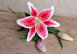 Stargazer lily flowers near me. Stargazer Lily Single Stem
