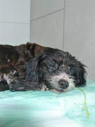 Doña Florinda EN ADOPCIÓN 📣😍 Nuestra pequeña princesa, que parece un  peluchito 🧸, por fin, está lista para encontrar un hogar y una familia que  la ame para siempre 🤍 ¿Quién va