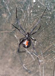 Yes, that is a black widow spider, no it's not photo shopped. Pest Control Black Widow Spiders Hearts Pest Management