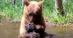 Trail camera catches little bear taking bath with toy bear he found
