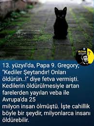 Elif Bilgin Tarafindan Bilgi Panosundaki Goruntu Kedi Ilham Veren Alintilar Hayvan