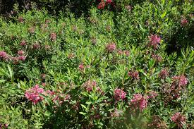 Image result for Clutia angustifolia