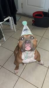 My beautiful baby girl is one years old today. Happy birthday Willow love  you so much 🎈 ❤️ 💜 💖 💗