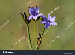 Image result for Aristea abyssinica