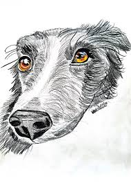 Black is similarly used to increase the contrast and shiny. Border Collie Dog Colored Pencil Drawing By Scott D Van Osdol