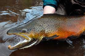Fall Fly Fishing 2009 Brown Trout And Rainbow Trout Brown Trout Fish Trout