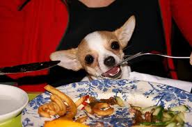 If you have a puppy, then it is best to buy food specifically. Best Dog Food For Chihuahua Puppy What To Feed Chihuahua Puppies