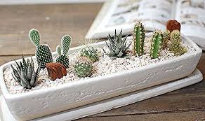 These are spots on a cactus. We All Love Succulents And Cactus But Do You Know The Difference Between Them Click The Post To Cactus Arrangement Small Cactus Plants Succulent Arrangements
