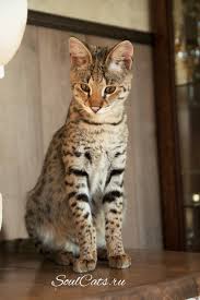 kotenok savanna f1 v pitomnike soulcats vy mozhete kupit kotyonka chauzi f1 savanna f1 i kotyonka serval serval kotyata kotenok