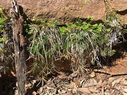 Image result for Actiniopteris pauciloba