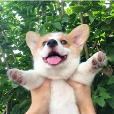 The pembroke welsh corgi puppies are merry and expressive but also intelligent and active. 10 Reasons You Need A Corgi In Your Life Right Now Unbelievab Ly