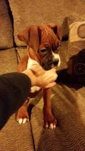 Boxer puppies for sale near fort wayne, indiana your search returned the following puppies for if you would like to expand your search outside of boxer puppies listed in fort wayne, indiana, then. Boxer Puppies 2 Left For Sale In Greenwood Indiana Classified Hoodbiz Org