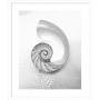 Profile Picture of Amanti Art 21 x 25 Pearl Nautilus Shell Cut in Half Showing ...on Google