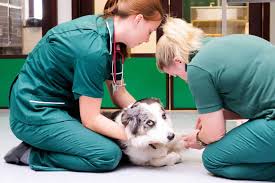 Responding to the Call: Veterinarians in Action During Disasters and  Emergencies - Animal Medical Hospital & Urgent Care