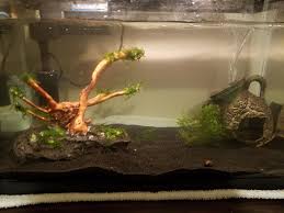 We love the natural element it brings to our underwater creations. Fish Keeping Aquascaping Tanks Update General Chat Off Topic Madden Nfl 19 Forums Muthead
