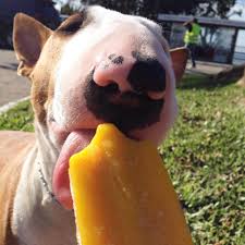 Bull Terrier Love Bull Terrier Funny Bull Terrier British Bull Terrier