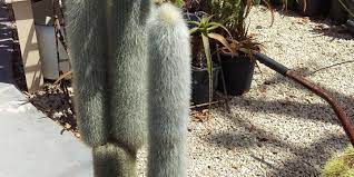 There has been a lowering of demand in the past year. Cactus Creations