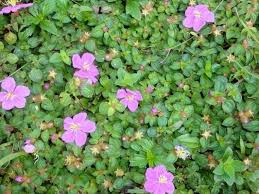 Image result for Dissotis multiflora
