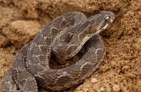 The 25 Most Dangerous Animals In The World Poisonous Snakes Snake Venom Snake