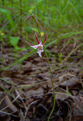 Image result for Eulophia elegans