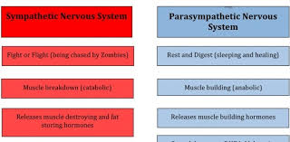 Sympathetic Vs Parasympathetic Nervous System Chart Nclex Quiz