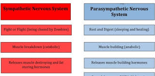 sympathetic vs parasympathetic nervous system chart nclex quiz