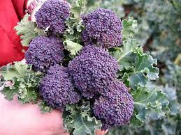 Santee Broccolini 25 Seeds Mini Purple Broccoli Fall Garden Vegetables Broccoli Seeds Growing Vegetables