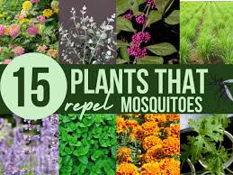 Maybe you would like to learn more about one of these? 15 Plants That Repel Mosquitoes Momwithplants Com