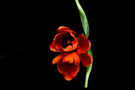 Orange flowers that look like tulips. Free Photo Orange Tulip Flower Head Reflecting On Black Background