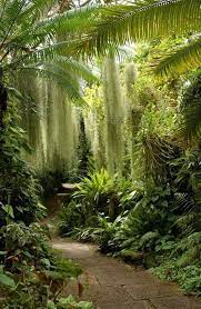 Man Has Turned His Bristol Garden Into A Lush Tropical Jungle Bristol Garden Beautiful Gardens Tropical Garden