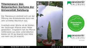 +43 662 8072 4901 fax: Titanenwurz Im Botanischen Garten Salzburg Youtube