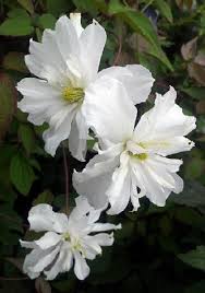 Montana Double Delight Clematis Clematis Showy Flowers White Plants