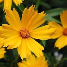 Pin On Flowers