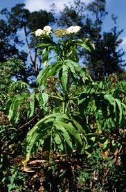 Image result for Oldeania alpina