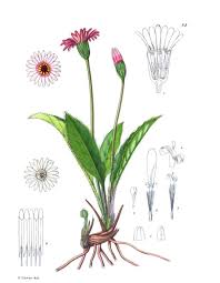 Image result for Triaspis hypericoides