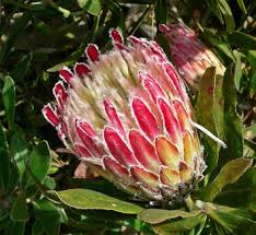 Image result for Protea rupestris