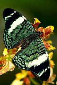 Moss Green White And Black Schone Schmetterlinge Schmetterling Schmetterlingsflugel