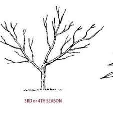 Maybe you would like to learn more about one of these? Pruning Nectarine Trees Stark Bro S