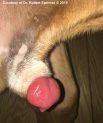 Image result for paraphimosis