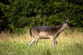 Minst en gång per år besöker jag hjorthagen i. Dovhjort Fallow Deer Peter Angvarson Fotografi