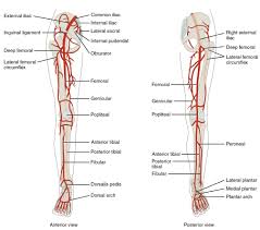 (1) the external shell, which includes the skin and largely fluctuates in temperature along with the environment, and (2) the internal core, which includes the. How To Find A Vein In Your Leg Arxiusarquitectura