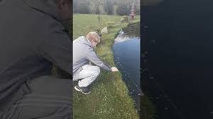 A koi pond is a purpose built habitat for those lovely fish we call living jewels and as such, differs from any other garden water feature. Touching Home Made Electric Fence Round Koi Pond Youtube