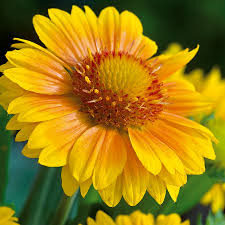 This common arizona and texas desert shrub is called the red bird of paradise. Arizona Apricot Blanket Flower Seeds Park Seed