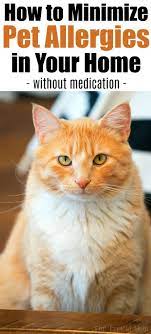 How To Minimize Pet Allergies At Home Pet Allergies Dog Allergies Cat Allergies Relief